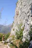 Fous - The Boss Hog 5b