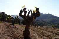 Jaro na vinic�ch teprve za��n�