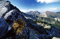 Belianky z �er�chovky